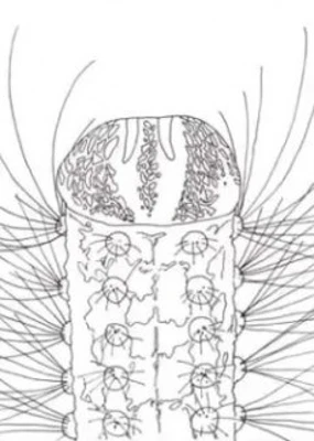 METAMORPHOSE