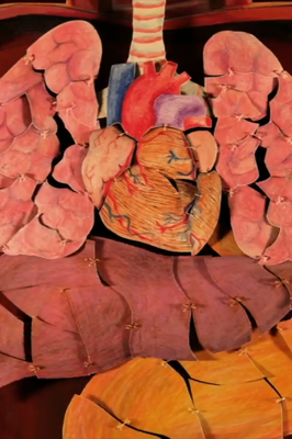 Internal Organs University