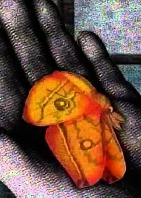 A Place Where There Are Moths
