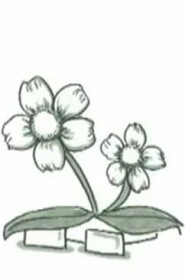 Kizuna (Special)
